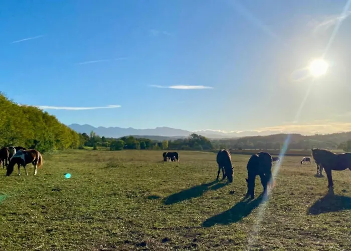 Kamp alanı Sur Pilotis Avec Terrasse Au Calme - Api-1-52-1502 Camon (Languedoc-Roussillon)